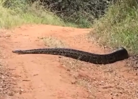 KFS Issues Safety Advisory Following Alleged Python Sighting in Karura Forest