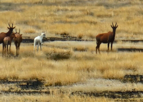 Rare Albino Tiang Spotted at Sibiloi National Park