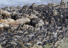 KWS Rejects Claims Ritz-Carlton Safari Camp Disrupts Wildebeest Migration