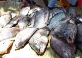 Study: 60% of Kisumu Fish Contaminated with E. coli
