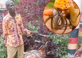 Shock in Siaya as Man Storms Police Station with Dead Python, Seeks Compensation