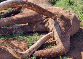 Craig, Kenya’s Legendary Elephant and Tusker Brand Icon, Dies at 54