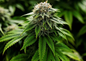 The Growing Myth of "Medical" Marijuana Among Young Kenyans