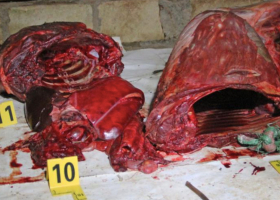 Four Arrested as KWS Seizes Two Tonnes of Zebra Meat in Kiambu