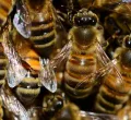 Grade One Pupil Dies After Bee Attack in Homa Bay