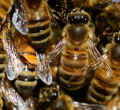 Grade One Pupil Dies After Bee Attack in Homa Bay