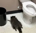 Drunk Raccoon Ransacks Virginia Liquor Store, Passes Out in Bathroom