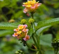 Why Kenyans Are Turning to Toxic Lantana as a Herbal Remedy