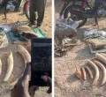 Five Arrested as KWS Seizes Elephant Ivory in Turkana and Namanga