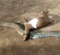 Farmer Kills Python After It Strangled His Pregnant Goat in Kisumu
