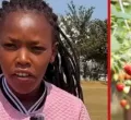 How Kenyan Student Makes KSh 2,000 Per Hour Picking Fruits in British Farms