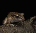 Viral Squeaky Frog Faces Extinction Threat Amid Global Conservation Concerns