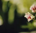 Inside the Secretive Orchid Breeding Industry: An Exotic Business Blooms