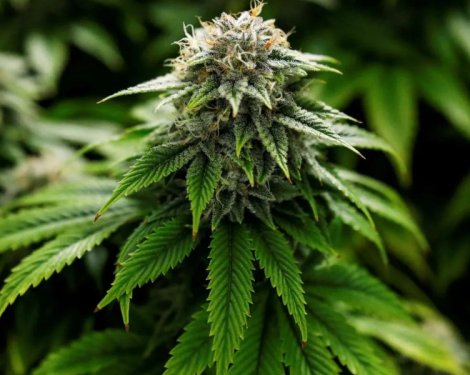 The Growing Myth of "Medical" Marijuana Among Young Kenyans