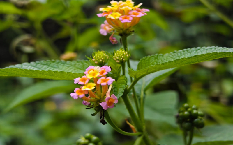 Why Kenyans Are Turning to Toxic Lantana as a Herbal Remedy