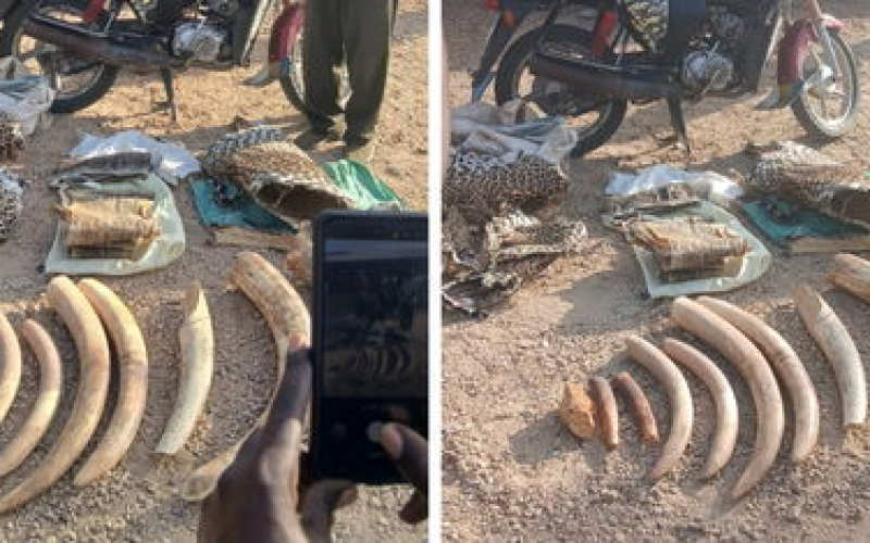 Five Arrested as KWS Seizes Elephant Ivory in Turkana and Namanga