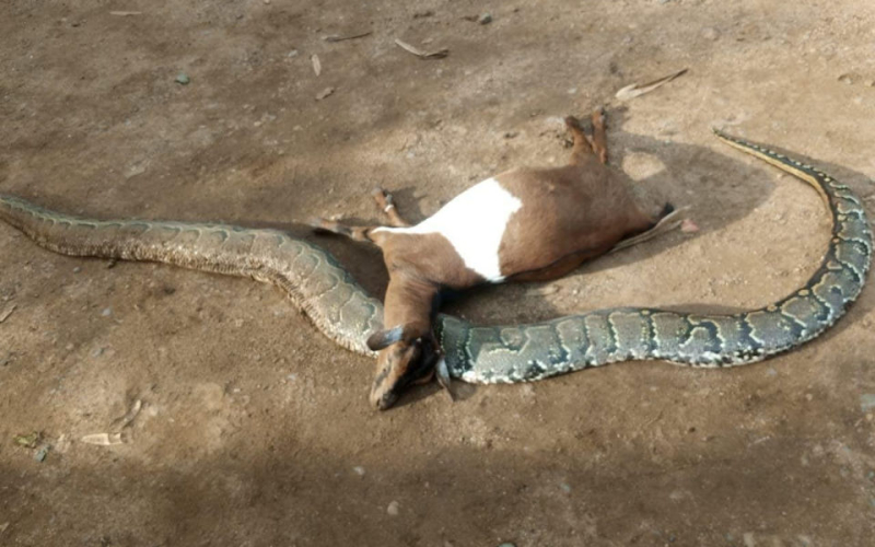Farmer Kills Python After It Strangled His Pregnant Goat in Kisumu