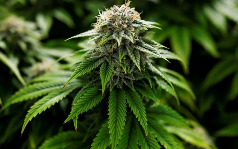 The Growing Myth of "Medical" Marijuana Among Young Kenyans