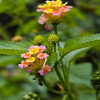 Why Kenyans Are Turning to Toxic Lantana as a Herbal Remedy