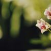 Inside the Secretive Orchid Breeding Industry: An Exotic Business Blooms
