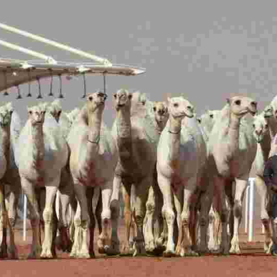Judges Disqualify 12 Camels from a Saudi Arabia Beauty Pageant for Using Botox