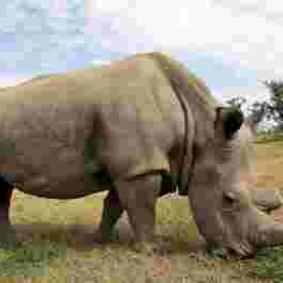 World's Last White Male Northern Rhino, Sudan Dies in Kenya Aged 45