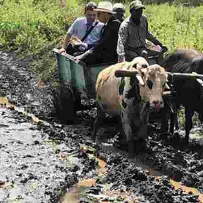 Ireland Envoy to Kenya Vincent O’Neill Wows Kenyans after Riding Ox-Drawn Mkokoteni to a Makueni School 