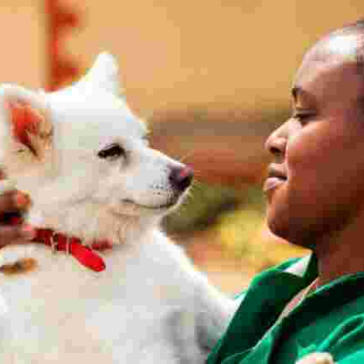 Wealthy Kenyans Splashing Up to $2,500 Per Year to Insure their Pets 