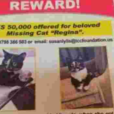 Nairobi Man Offers Sh50,000 Cash Reward in an Advert for His Missing Cat