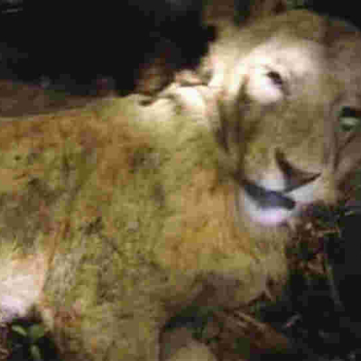 Bizarre: Cow Strangles Lion to Death in Kenya