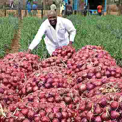 Meet Rev. Joseph Oloimooja, a Kenyan Man in the US who is Reaping Big Profits from His Onion Farm in Kenya