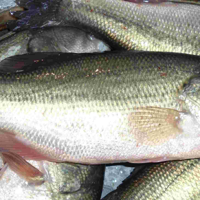 Lab Tests Find Chinese Fish in Kenyan Market Contain Toxic Metals Including Mercury