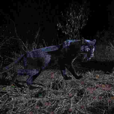 'Black Panther' Spotted in Kenya for the First Time in 100 Years