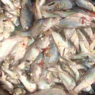 Kenya Gov't Makes U-turn, Lifts Ban on Imported Chinese Fish