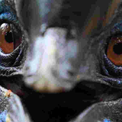 Man Killed by 'World's Deadliest Bird' He Kept as Pet in His Backyard