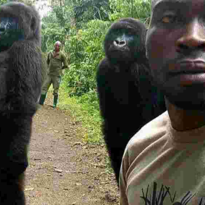 Photo of Two Gorillas Posing for a Selfie Like Humans Goes Viral Online