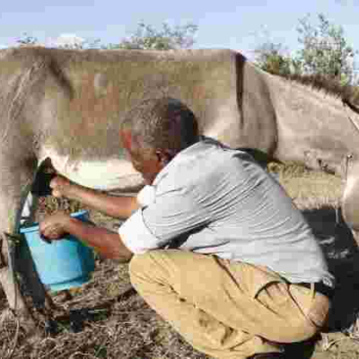 Kenyan Man Makes a Killing from Selling Donkey Milk at Sh200 Per Liter