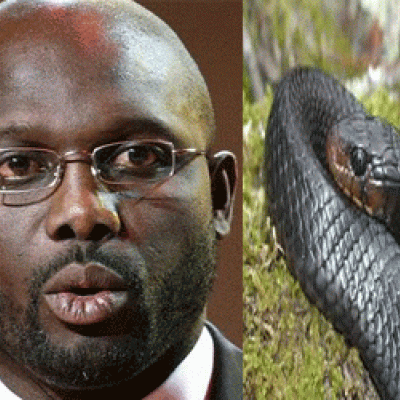 Liberia President George Weah Forced to Work from Home as Snakes Invade His Office