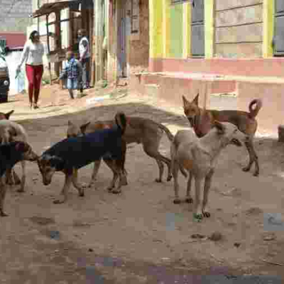 Governor Mike Sonko's Gov't to Spend Sh100 Million to Eliminate Stray Dogs in Nairobi