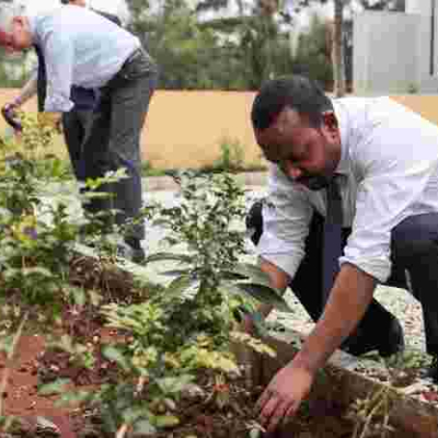 Ethiopia Plants over 300 Million Trees in 12 Hours to Break World Record