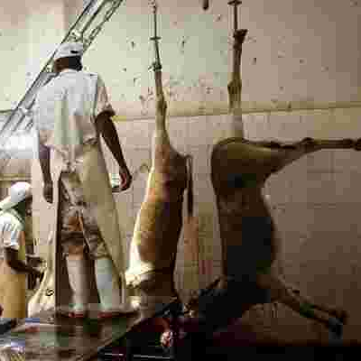 Study Shows 1,000 Donkeys are Slaughtered Daily in Kenya; Warns the Animals will be Wiped Out by 2023