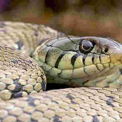 Nigerian MPs Scamper for Safety as Huge Snake Invades Parliament