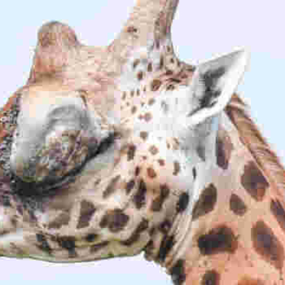 Kenyan Officials Swing into Action after Public Outcry over Giraffe with Huge Eye Tumor