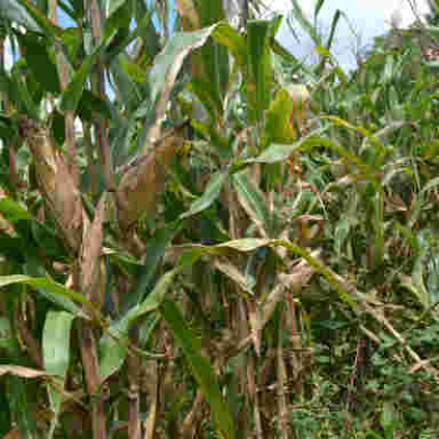 Drunken Sex at Maize Plantation Turns Tragic as Kenyan Man Collapses, Dies