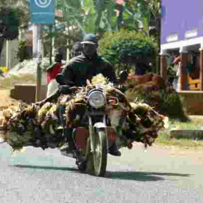 Mishandling Chickens will Land You in Jail, DCI Warns Kenyans