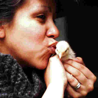 CDC Warns Americans against Kissing, Snuggling Chicken Due to Salmonella Outbreak