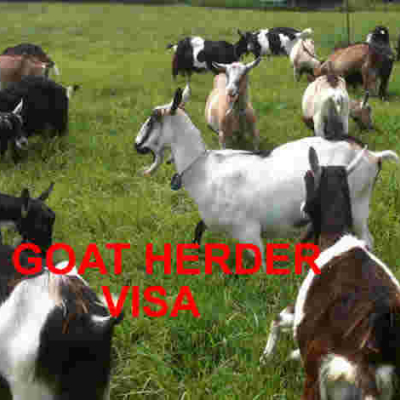 USCIS Proposes Change in H-2A Goat/Sheep Herders Visa Petitions