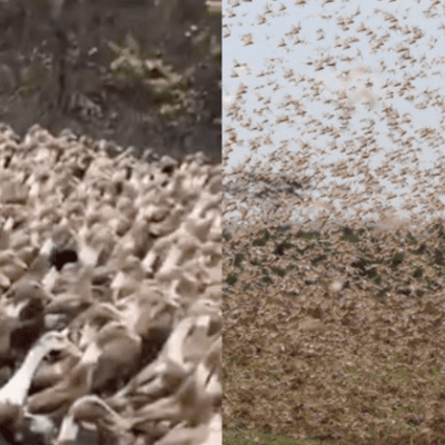 Lesson for Kenya? China Dispatches 100,000 Ducks Ahead of Impending Locust Invasion
