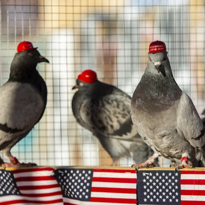 Pigeons with 'Make America Great Again' Hats Glued to their heads Released in Las Vegas