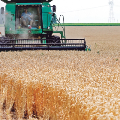 Kenya Lifts Ban on Wheat Imports from the US